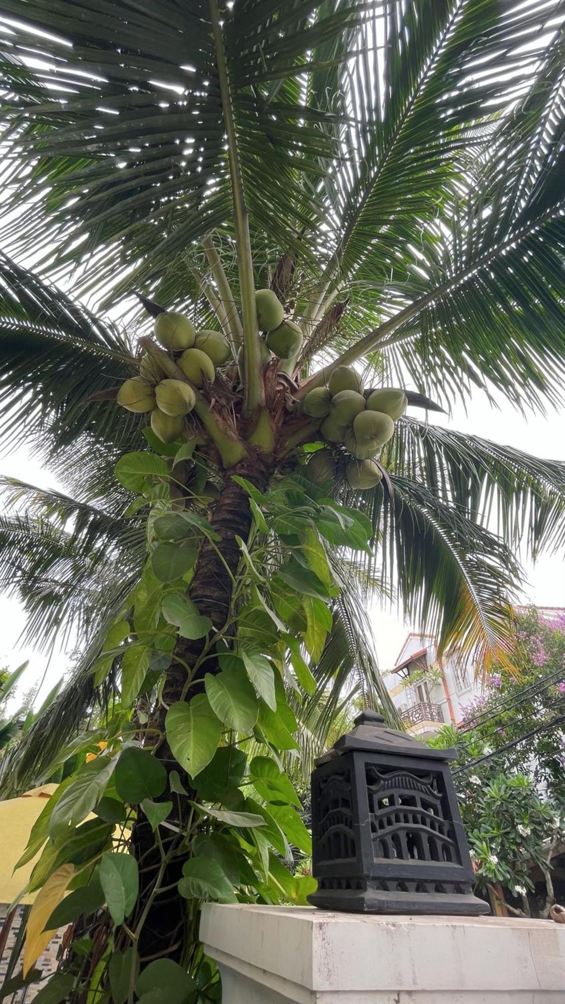 Hoi An Discovery Villa מראה חיצוני תמונה